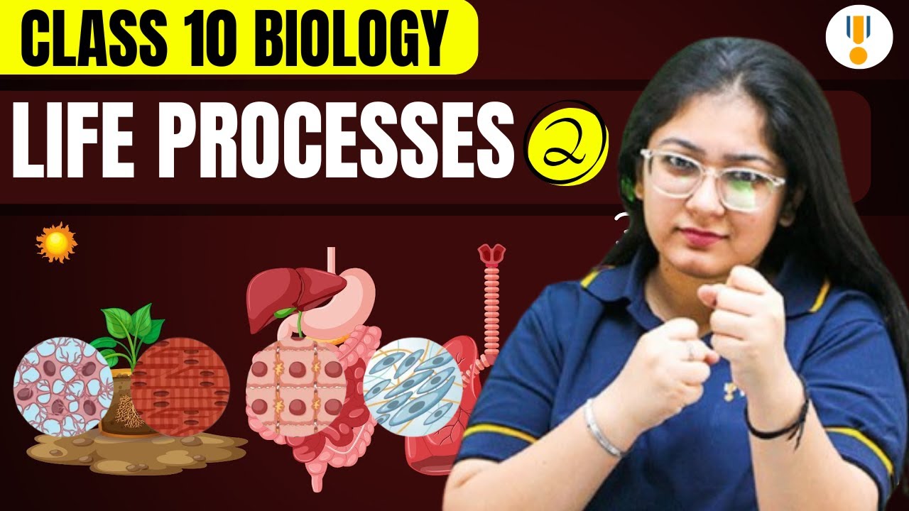 Life Processes | Class 10 Biology | Nutrition, Respiration, Transportation & Excretion | Rankplus