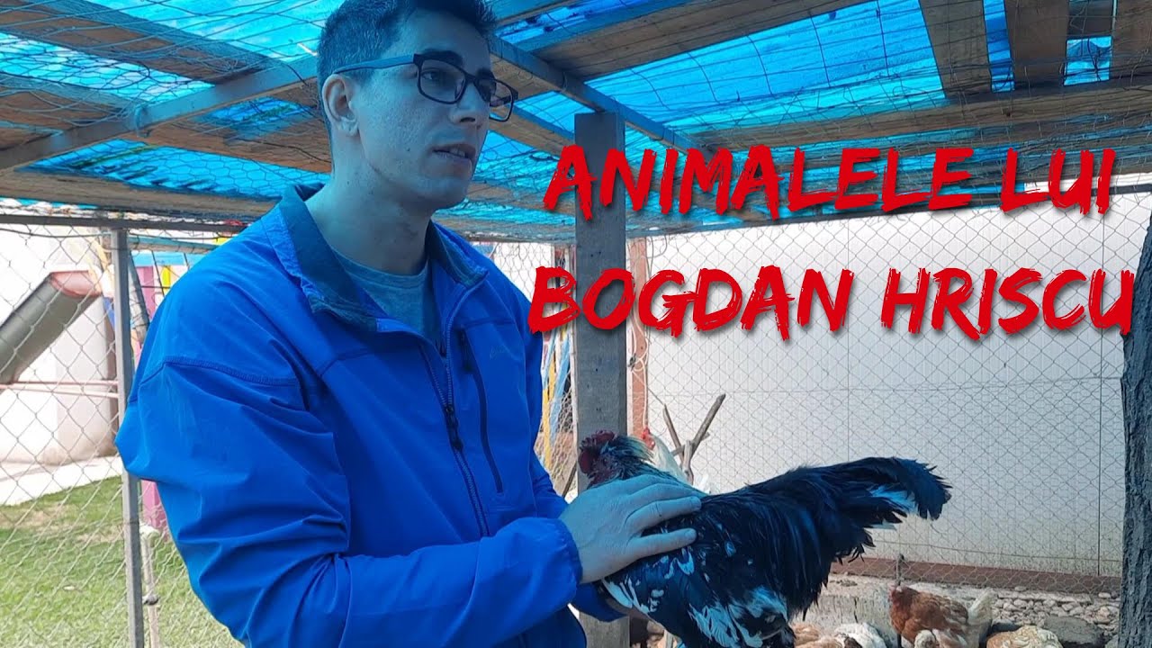 #9 - Animalele lui Bogdan Hriscu: gaini, porumbei, rate mandarin