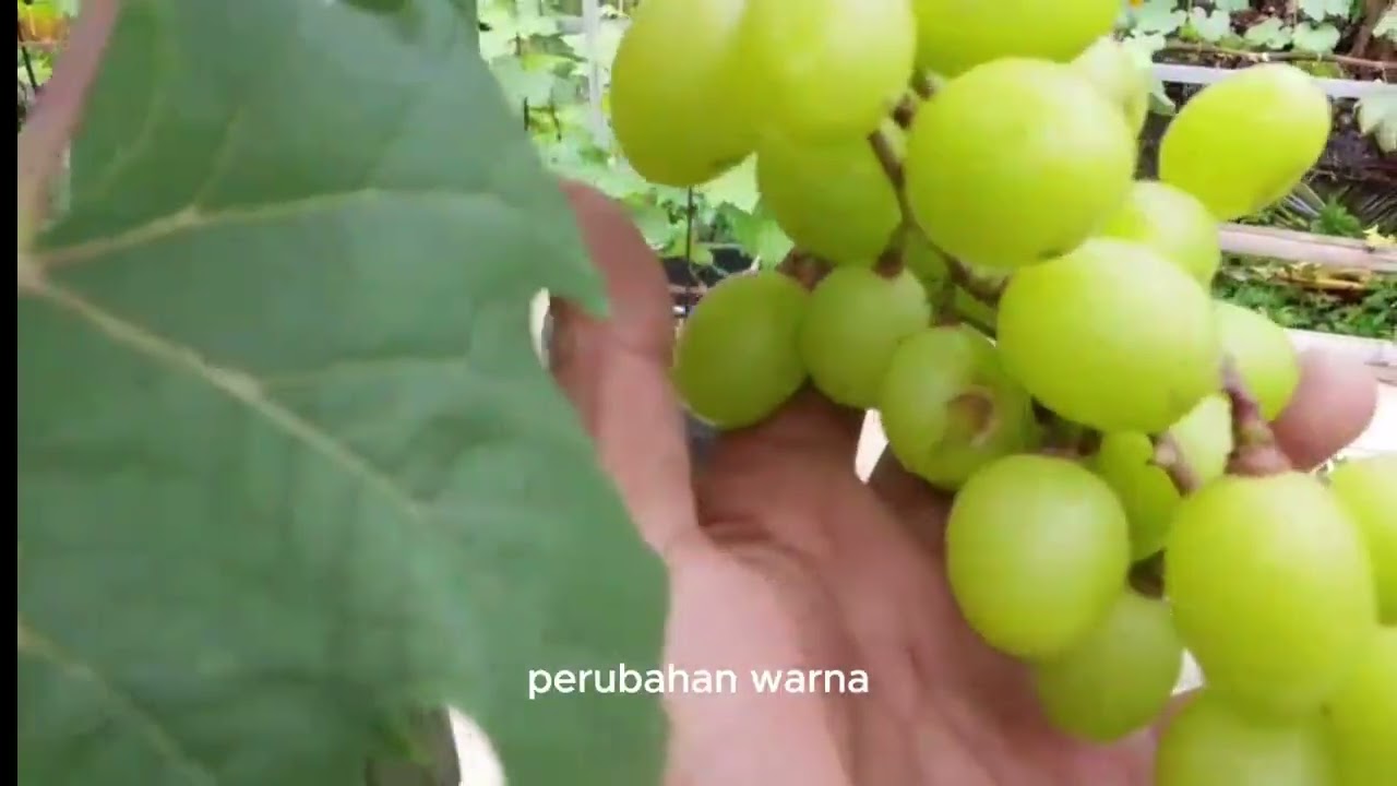 Tabulampot anggur import usia 4-5 bulan berbuah juga. Yaspa Smart Garden Panggul Trenggalek.