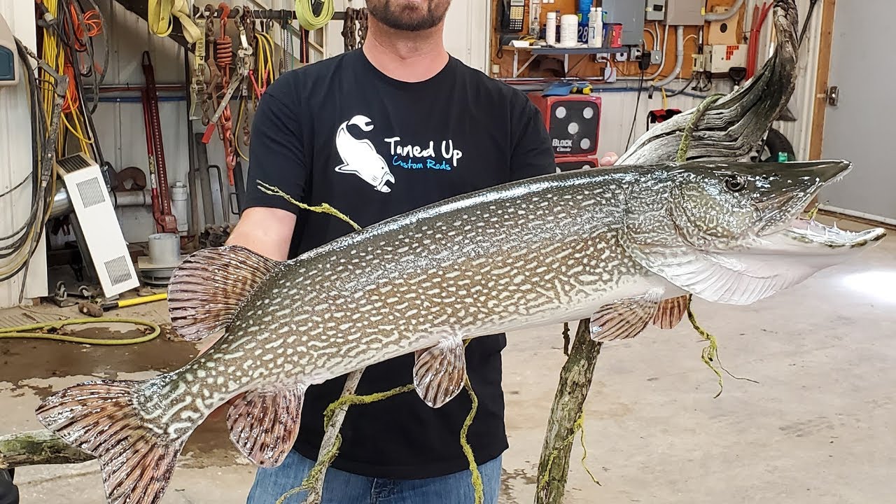 He Mounted my Giant Pike on Video!!