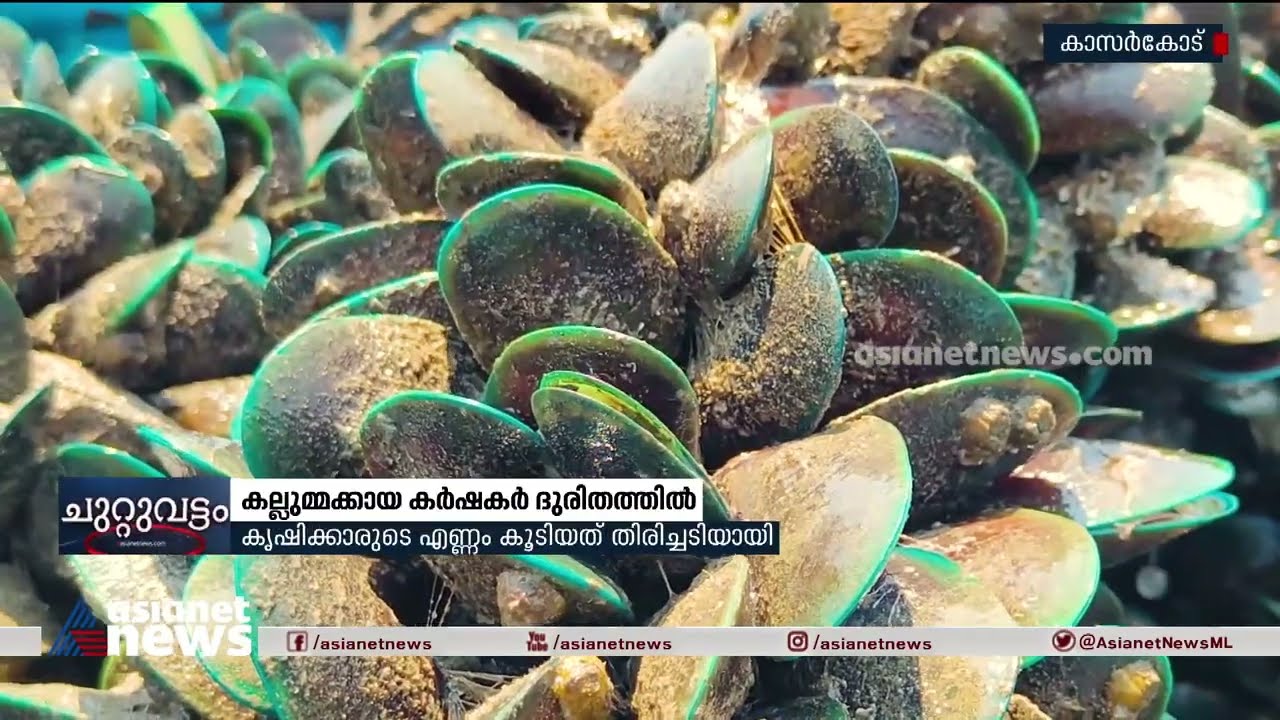 കാസർകോട്  ജില്ലയിലെ കല്ലുമ്മക്കായ കർഷകർ ദുരിതത്തിൽ | Kasargod | Kallumakkaya | Mussels