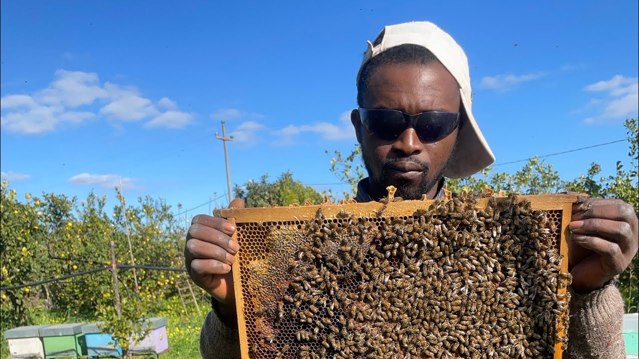 Save the honey bee 🐝 