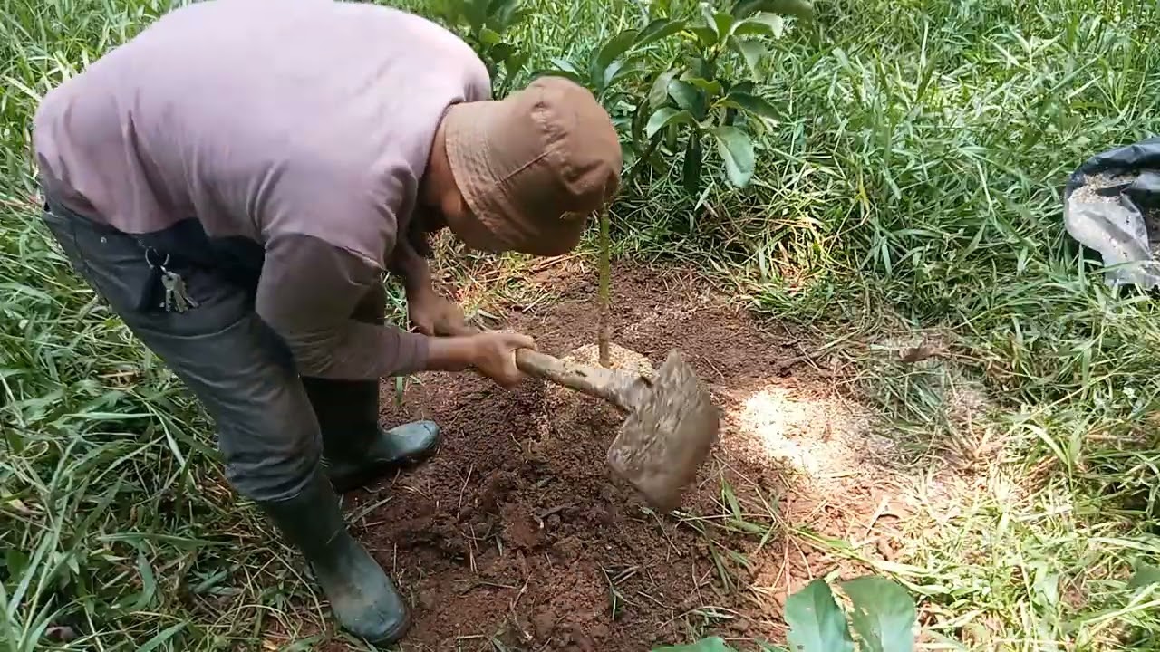 PENANAMAN ALPUKAT KELUD SISTEM BUSUT DIKEBUN #PENANAMANSITEMBUSUT #alpukat #kelud 