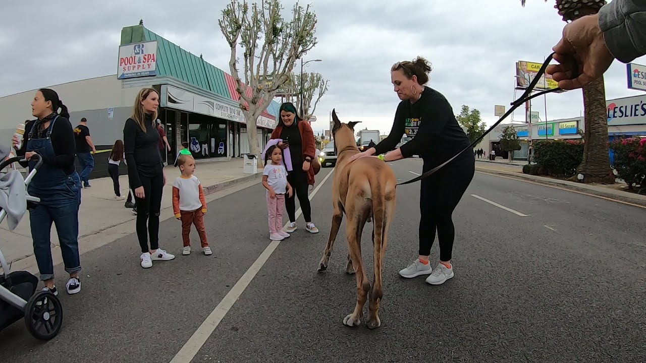 Cash 2.0 Great Dane at the town street fair (part 12)