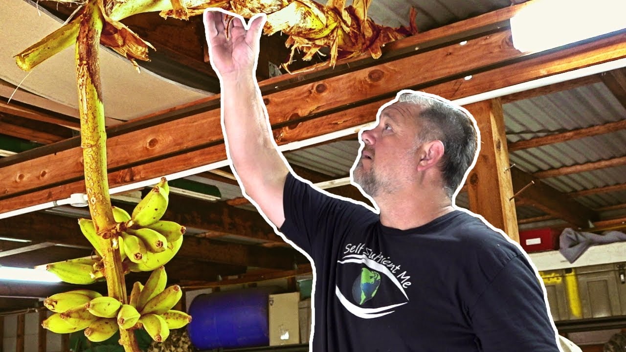 NEW Way To RIPEN Bananas to Make Them Sweeter!