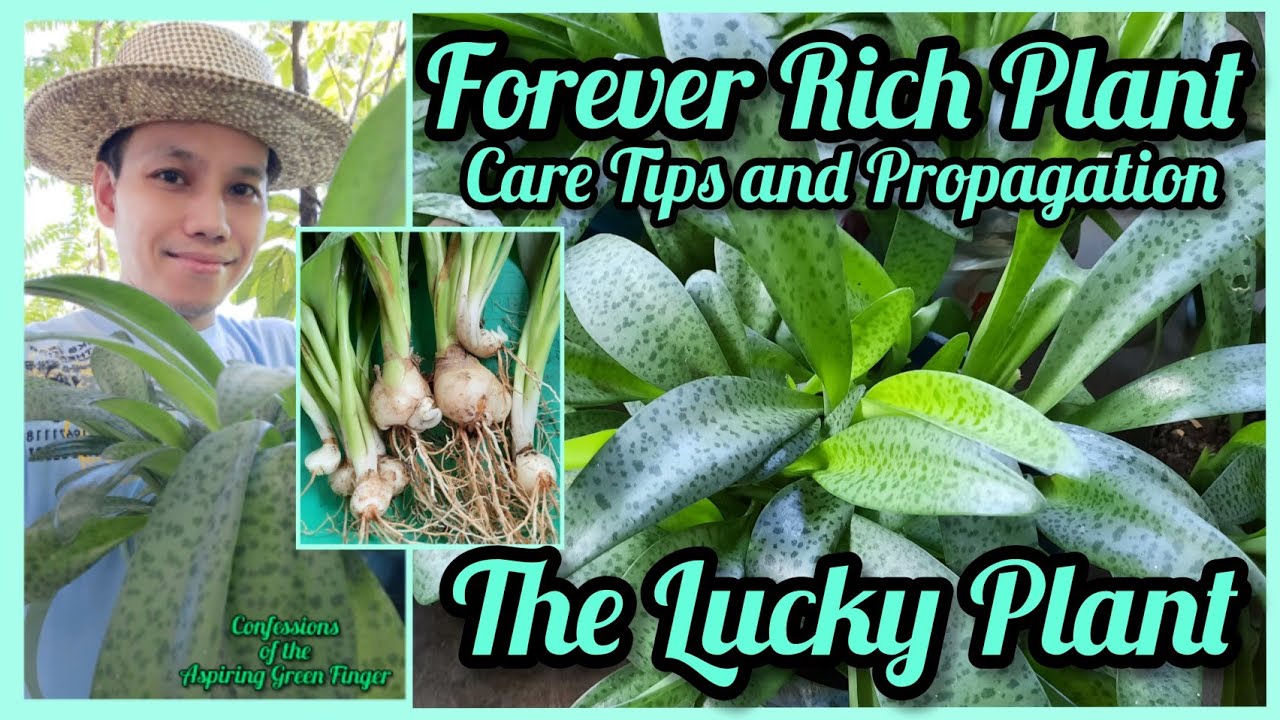 How to Care and Propagate Forever Rich Plant (Ledebouria socialis) #luckyplant #forevergrateful