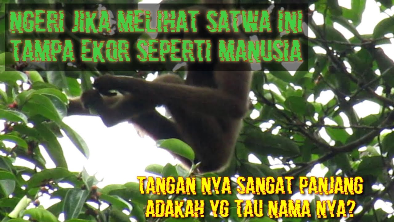 SATWA LINDUNG HUTAN SUMATRA