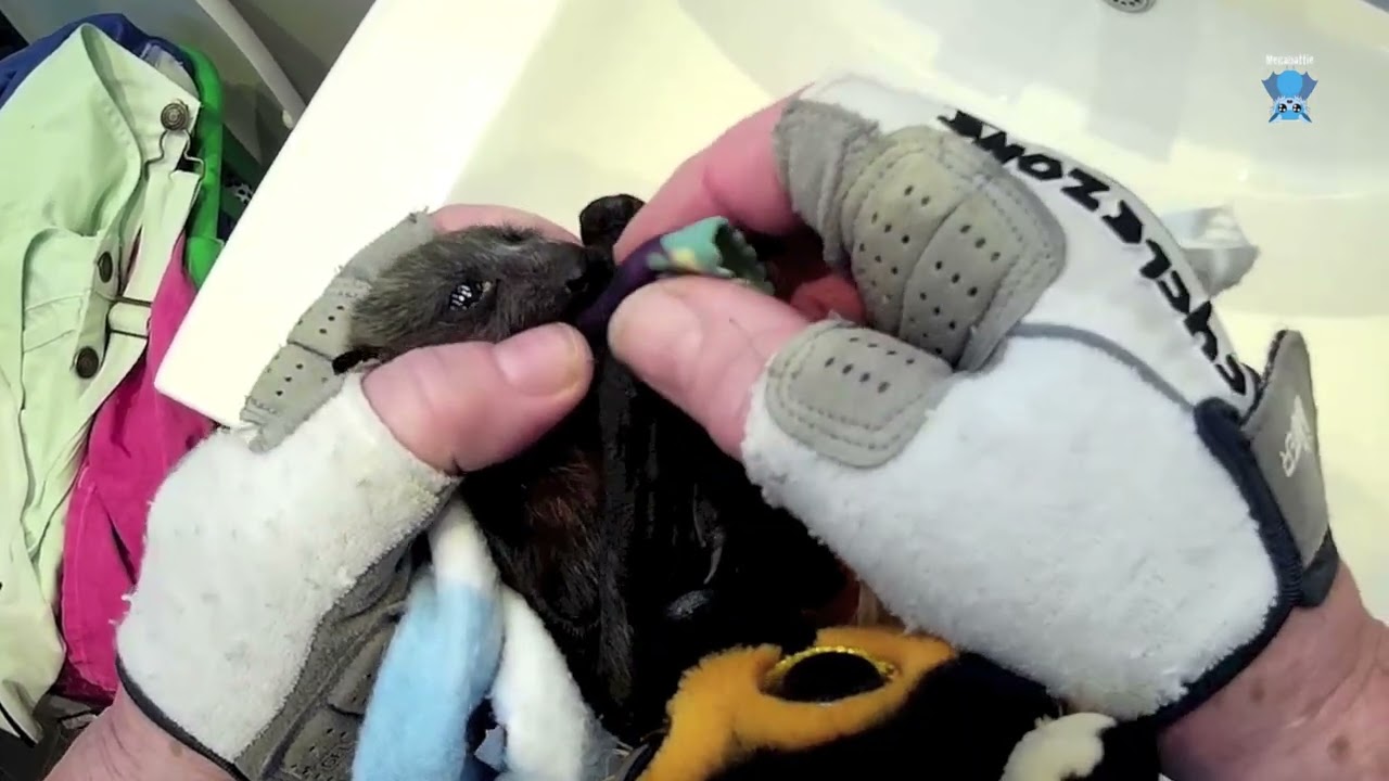 Rescuing a flying-fox on the ground:  this is Ampersand