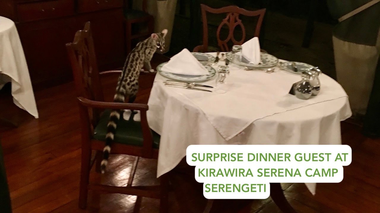 Surprise dinner guest at Kirawira Serena Camp, Serengeti