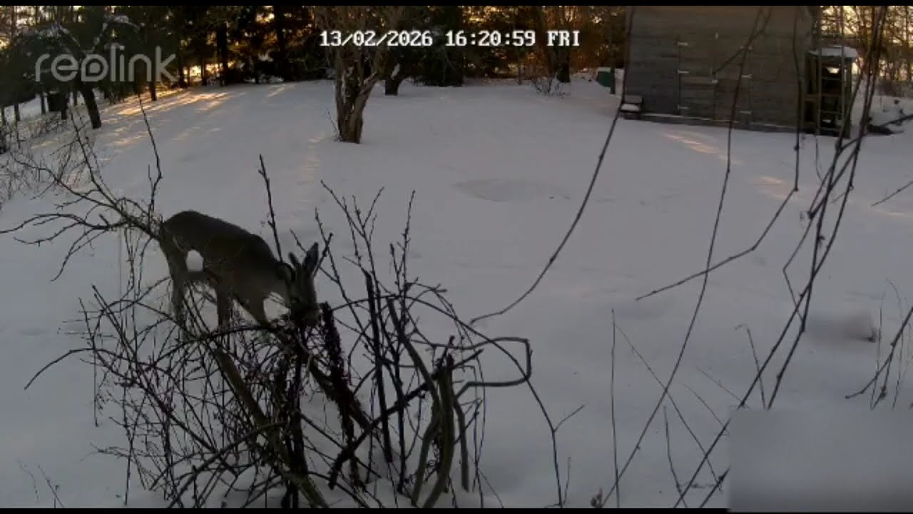 Wild animals Caught on Camera in Our Backyard 2026 #wildlife #wilddeer #wildlifecamera #todayidecide