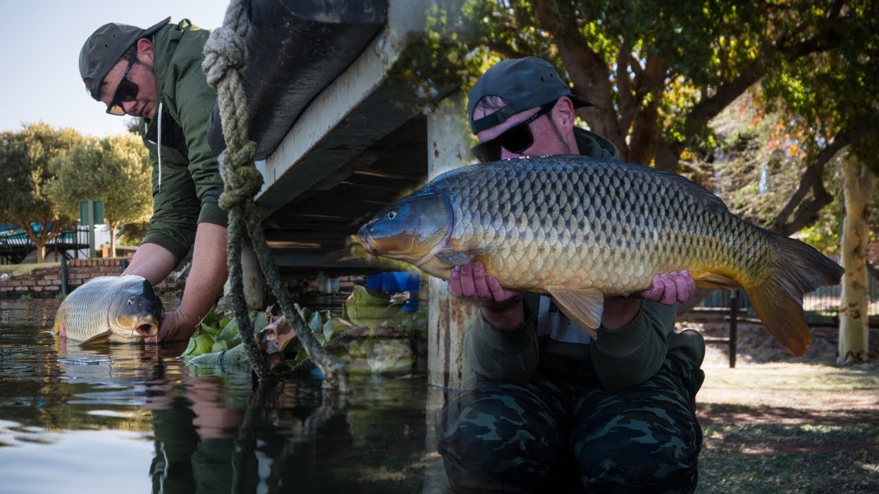 Carp fishing Hartebeespoort dam 2020