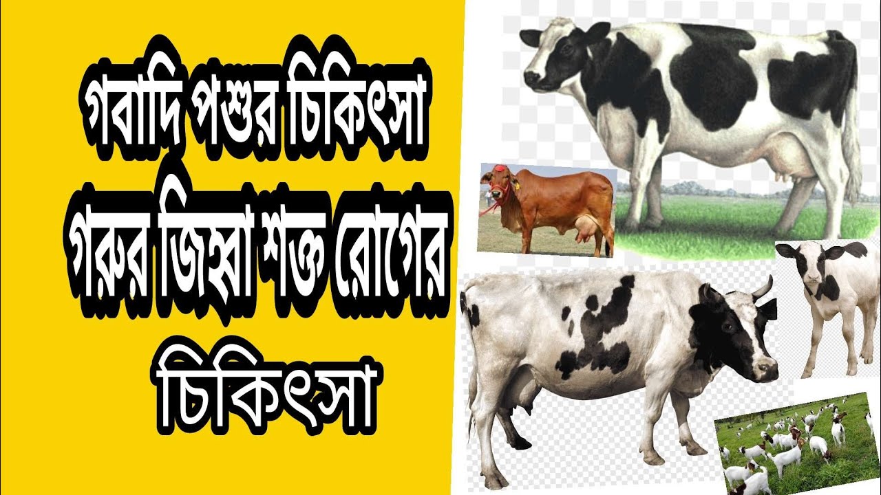 গবাদি পশুর চিকিৎসা প্রশিক্ষণ । গরুর জিহ্বা পরিষ্কার করার উপায় । গবাদি পশুর ঔষধ ও চিকিৎসা বিদ্যা ।