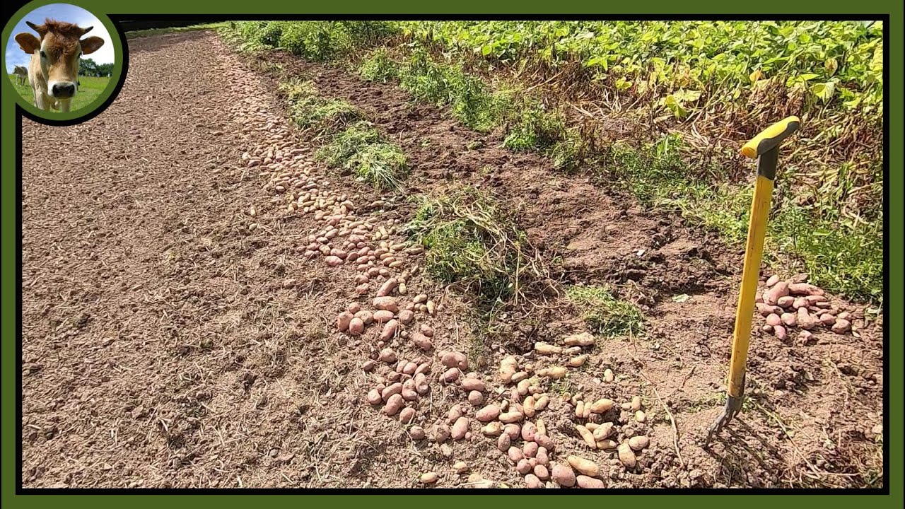 Récolte des pommes de terre 2021. Suivi de culture au jardin vivrier