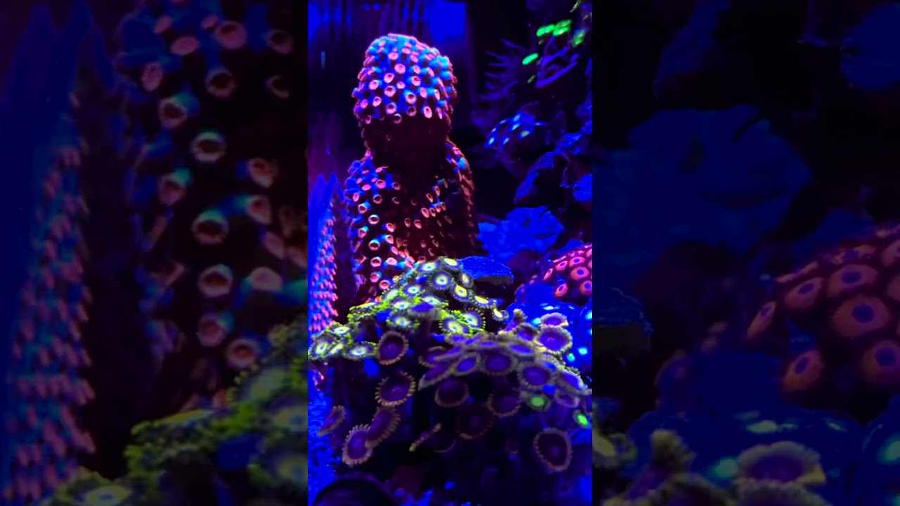 My Waterbox 20 gallon nano reef is growing out of control! 