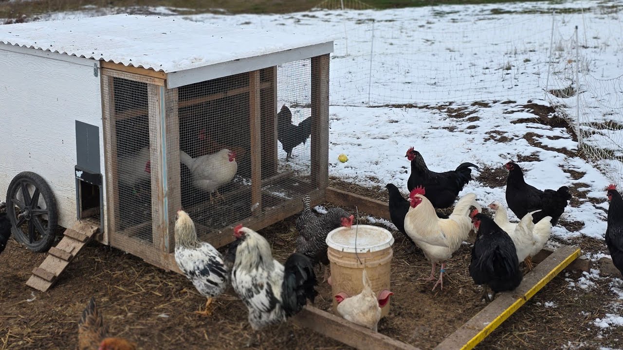 How To Prepare Chickens For Winter In A Mobile Coop