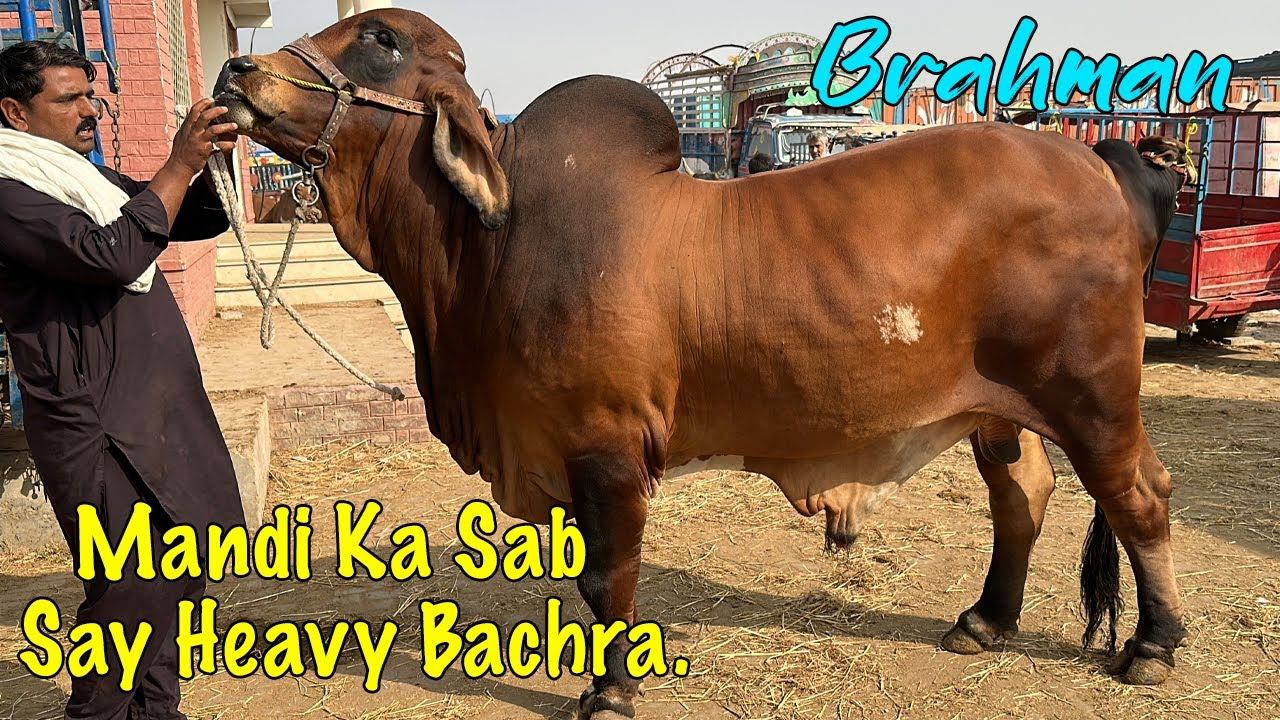 Dil Murad Mandi Main Heavy Bachry Lay Aya @SSTvs