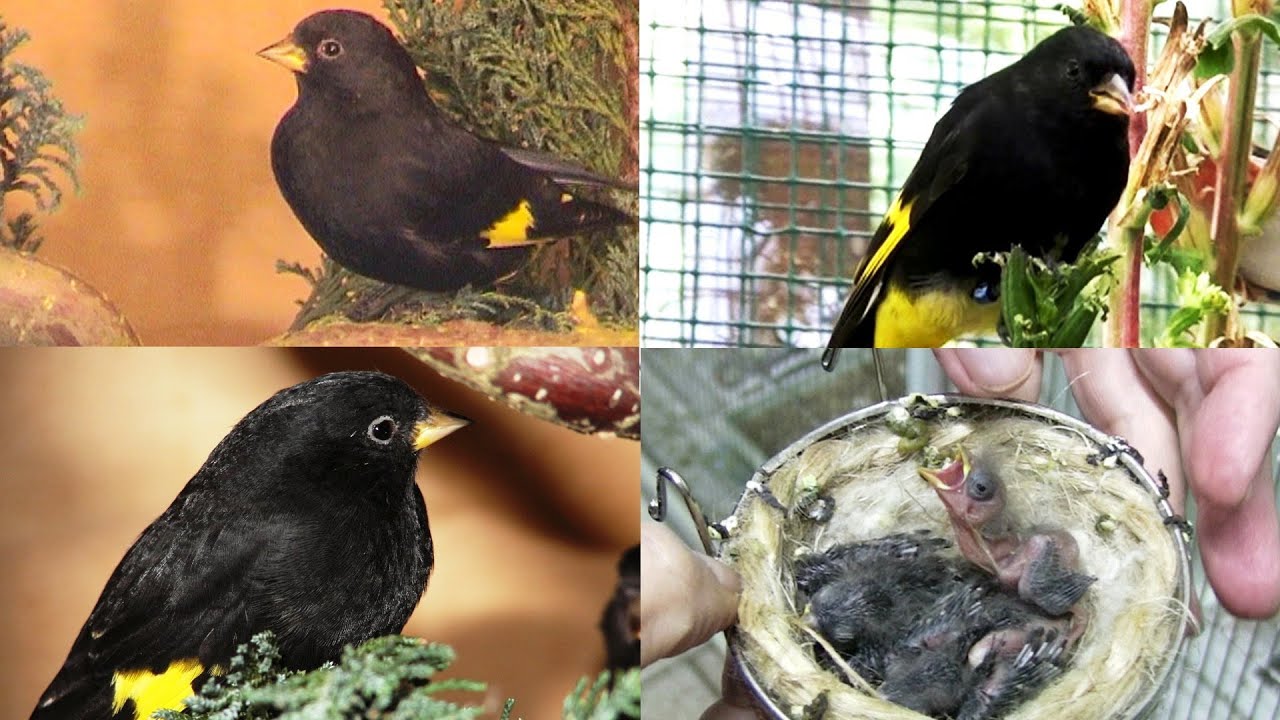 Impressionen Schwarzzeisig Zucht. #Vogelzucht.
