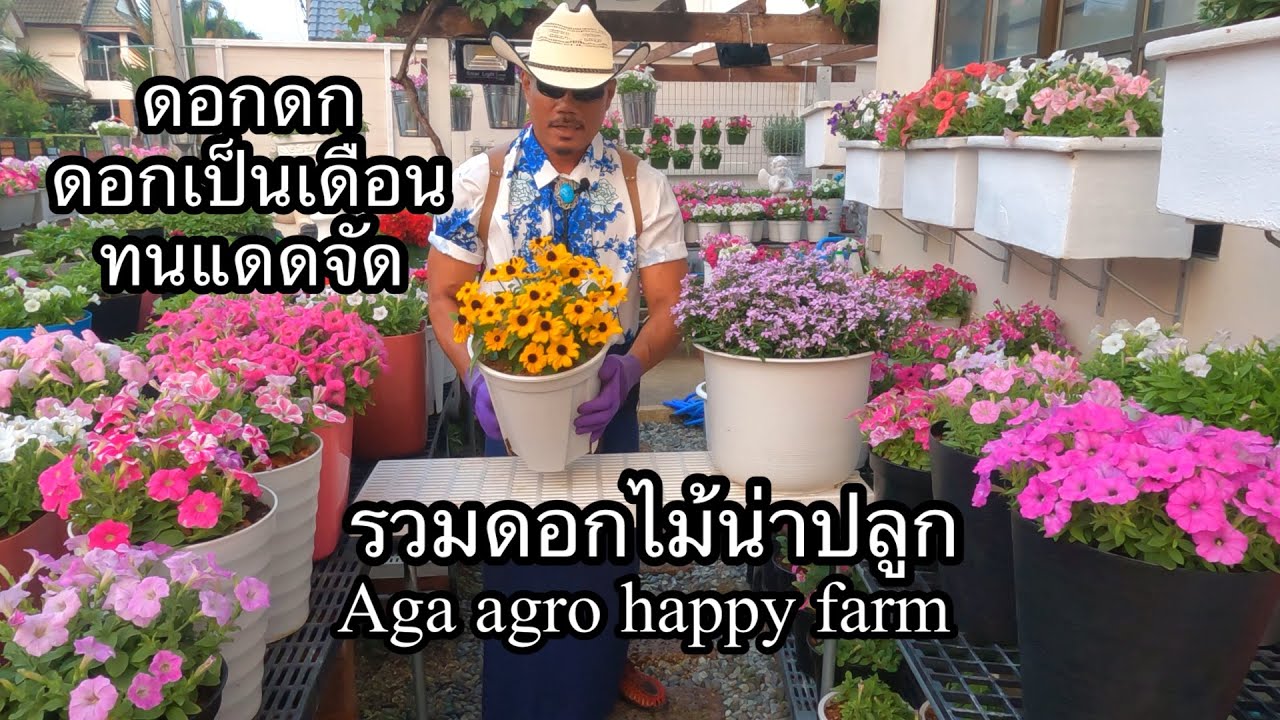 ดอกไม้ปลูกง่าย ดอกดกดอกเป็นเดือน สู้แดดจัด จาก aga agro