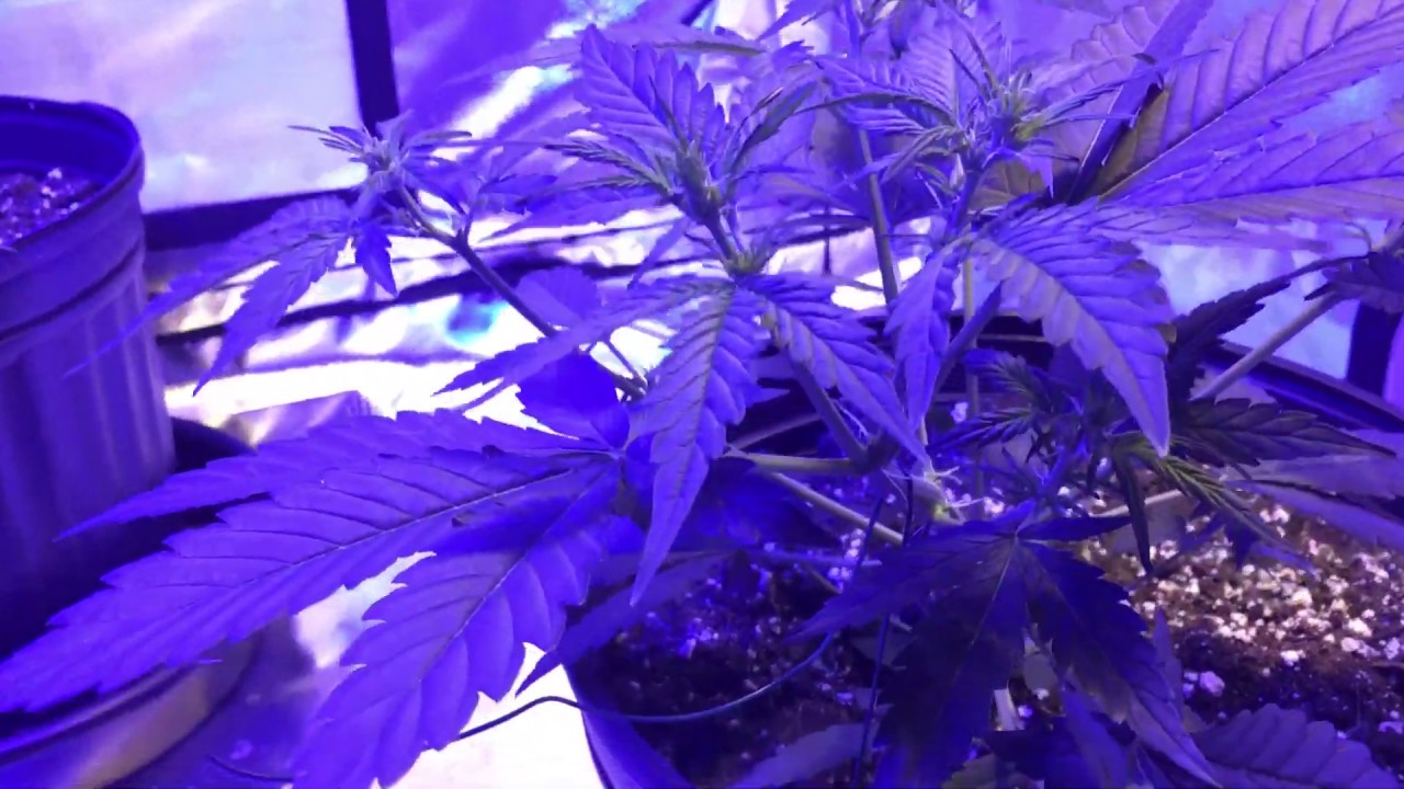 White widow auto flower day 28, I topped it hopefully it doesn&rsquo;t die.