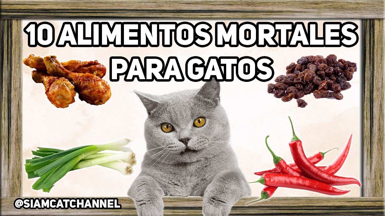 10 Alimentos Que Pueden Matar a Tu Gato - SiamCatChannel