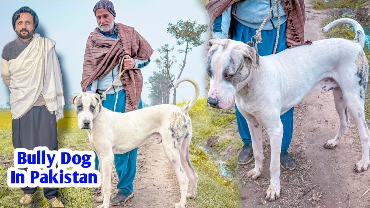 Pakistani Bully Kutta 
