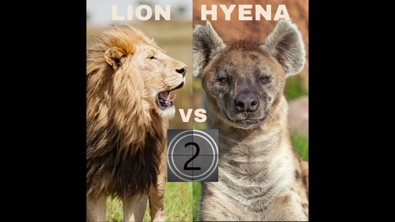 Animal Rivalries
