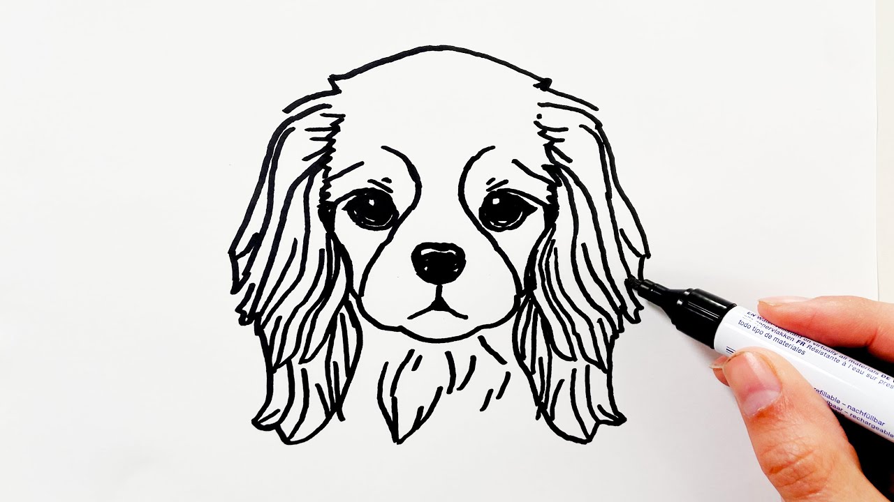 How to Draw a Cavalier King Charles Spaniel Dog