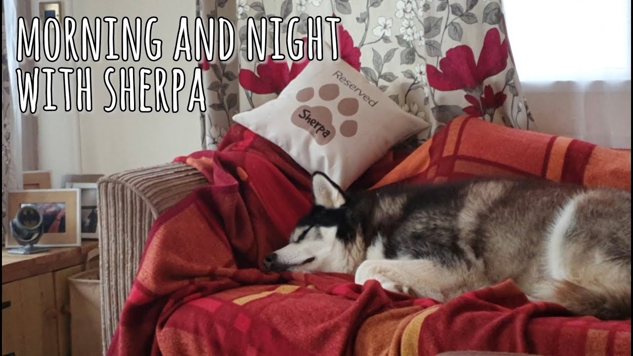 Morning and Night with Sherpa | A Wander and Chill