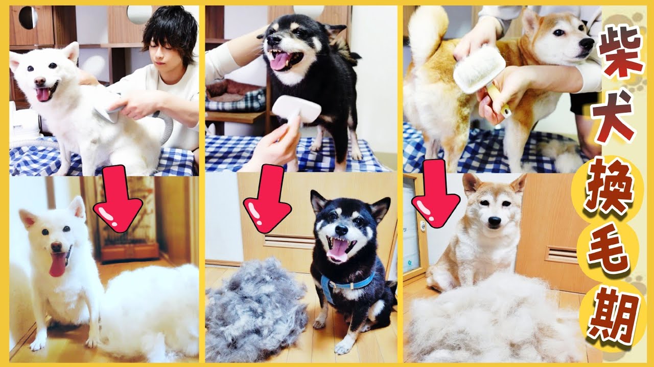 家中、毛だらけ！我が家の柴犬が換毛期を迎えました…