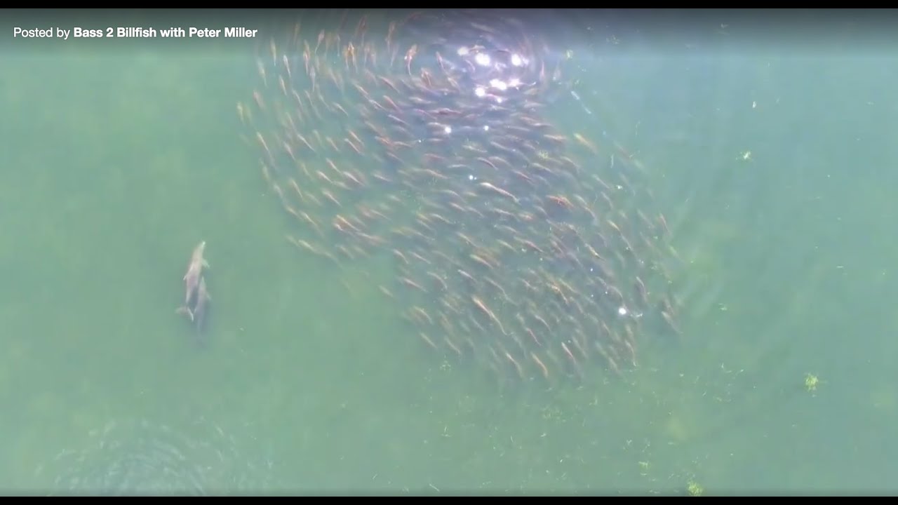 Season 7 Chasing GIANT schools of redfish on topwater with Peter Miller