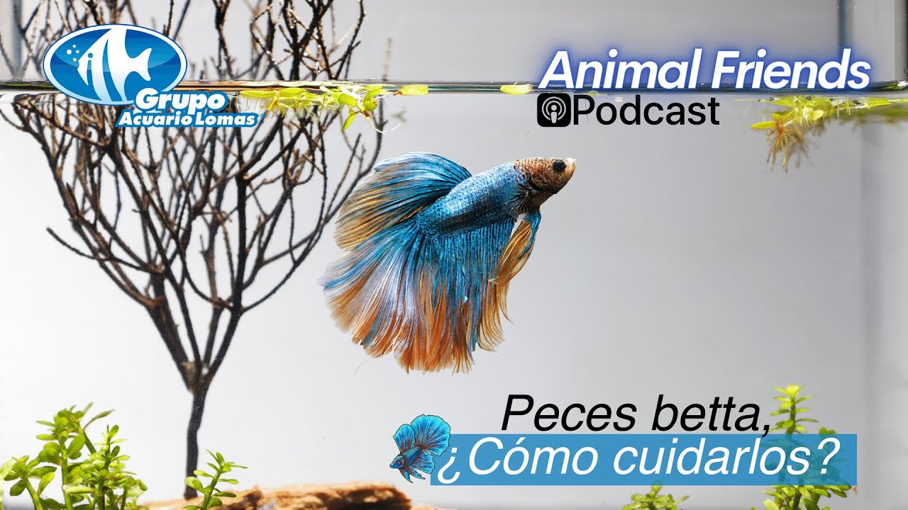 Animal Friends Podcast - 