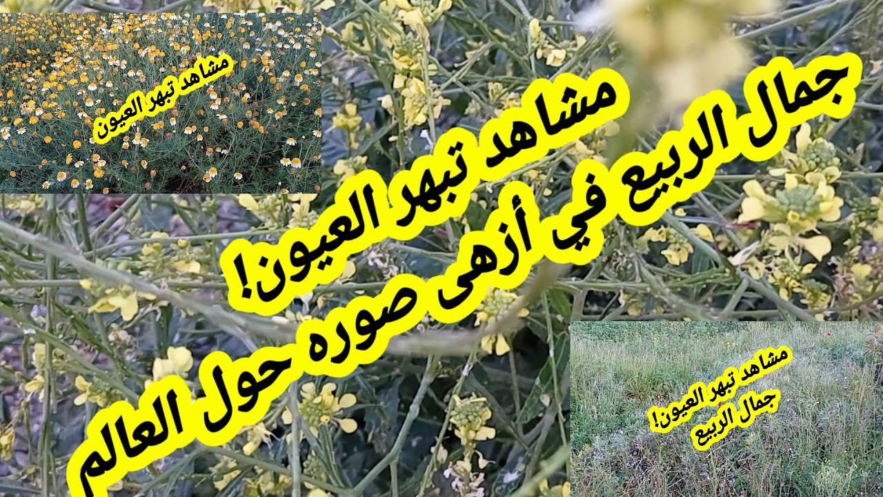 مشاهد تبهر العيون ! جمال الربيع في أزهى صوره عبر العالم Spring’s magic blooms in stunning world scen