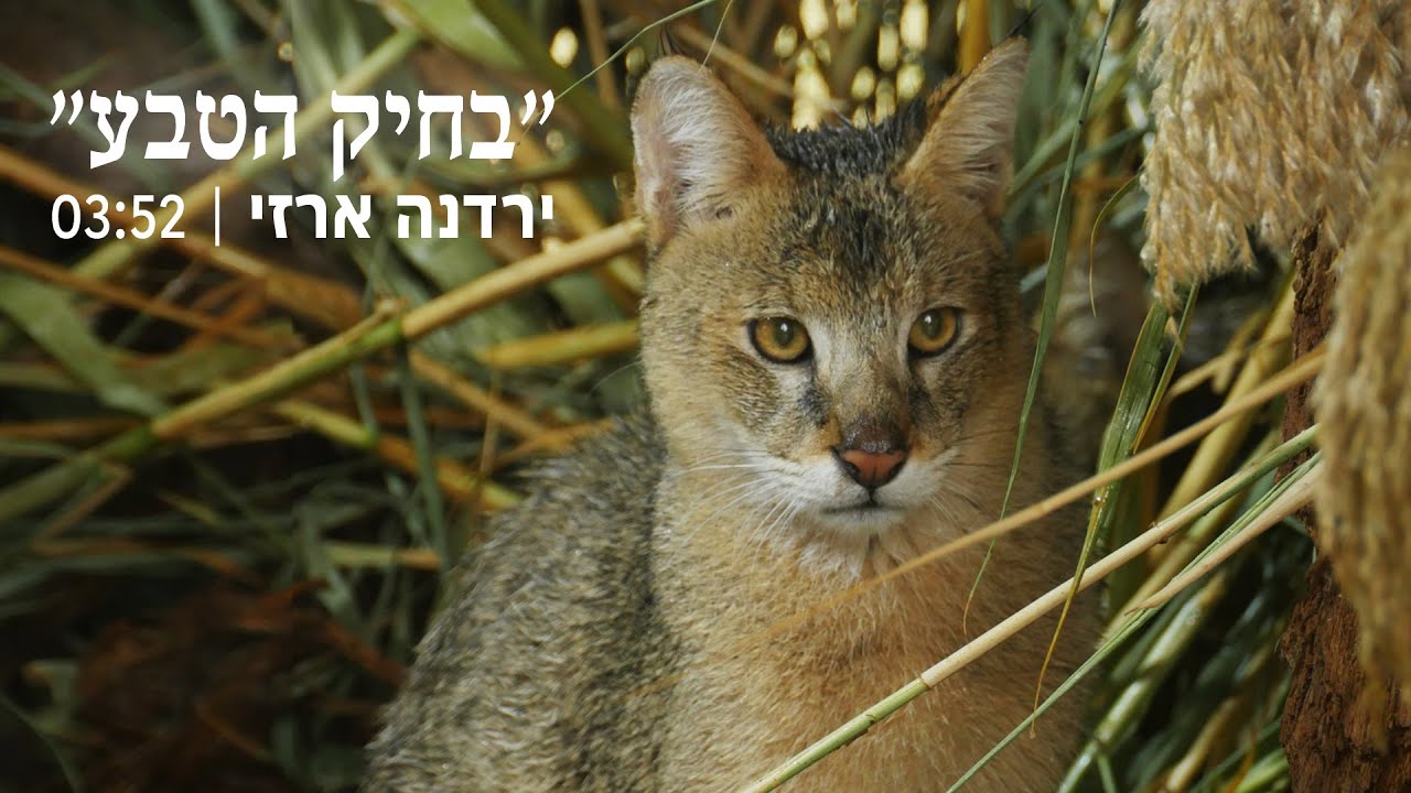 ירדנה ארזי - בחיק הטבע