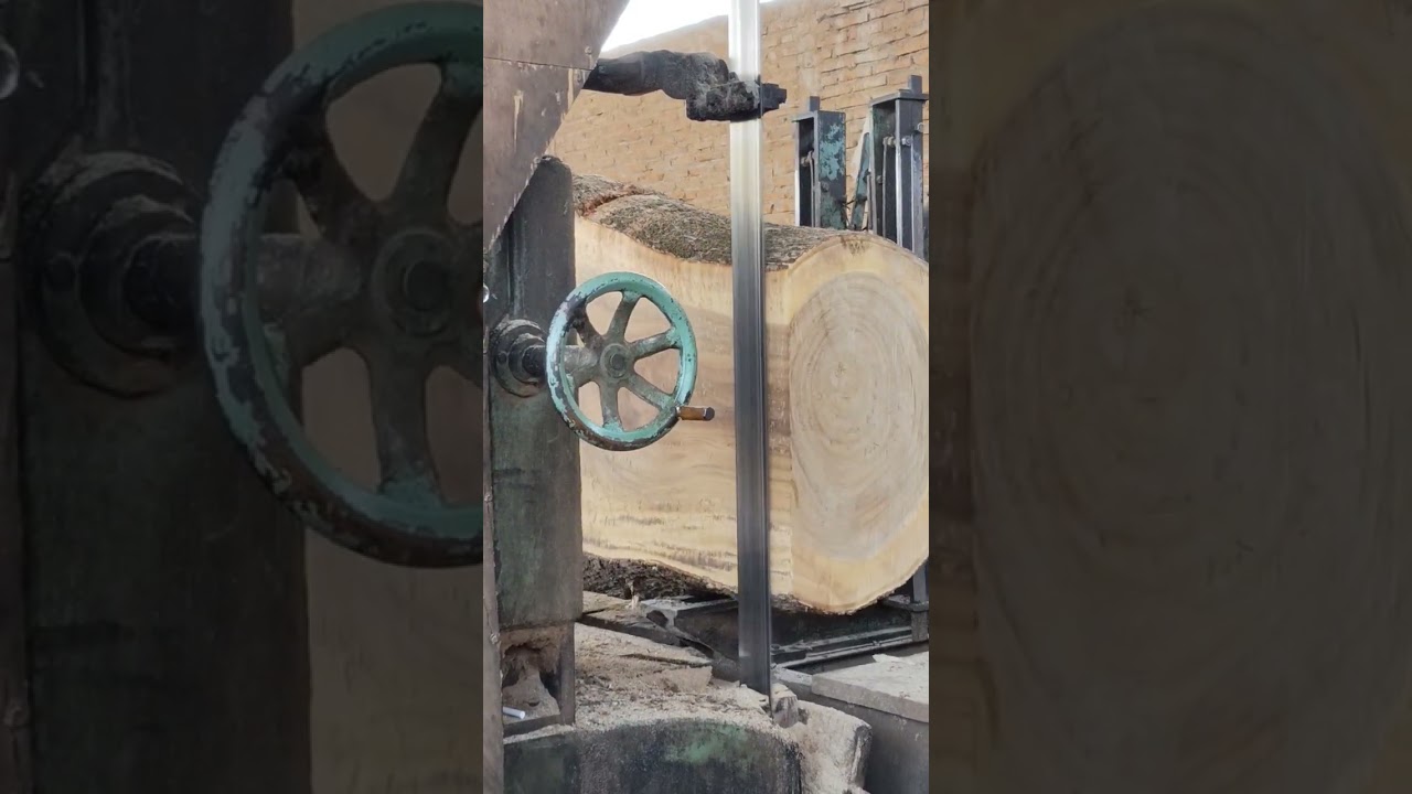 SAWING OF TREMBESI WOOD IS GOING WELL #sawing #trembesi #wood
