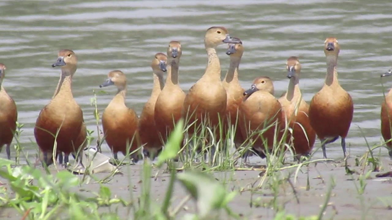 মিঠু বিশ্বাস।  English name :lesser whistling duck  বাংলা নাম : পাতি সরালি