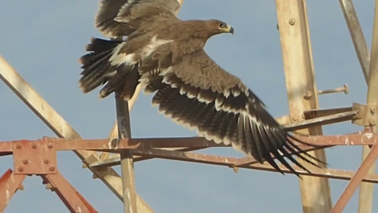Steppe Eagle, Aquila nipalensis orientalis, first-winter, Raysut, Salalah, Oman, 22 Febr 2016