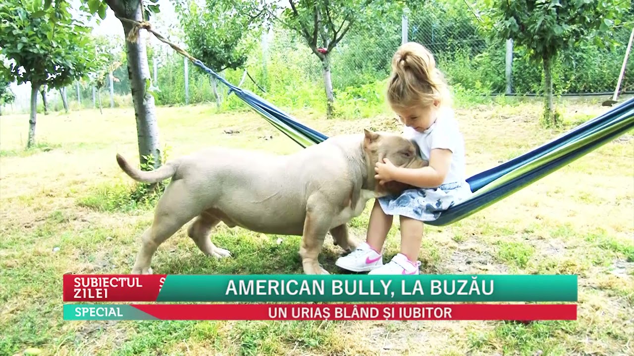 SUBIECTUL ZIELI - SPECIAL - AMERICAN BULLY