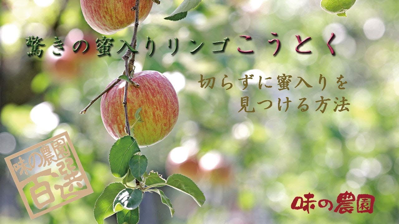 驚きの蜜入りリンゴ　こうとく 高徳