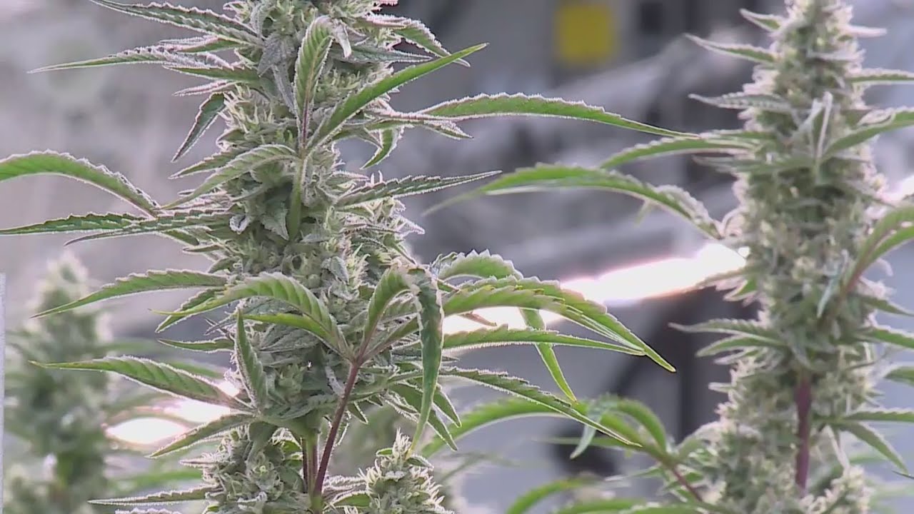 Texas medical marijuana businesses evolving with expected increase in demand
