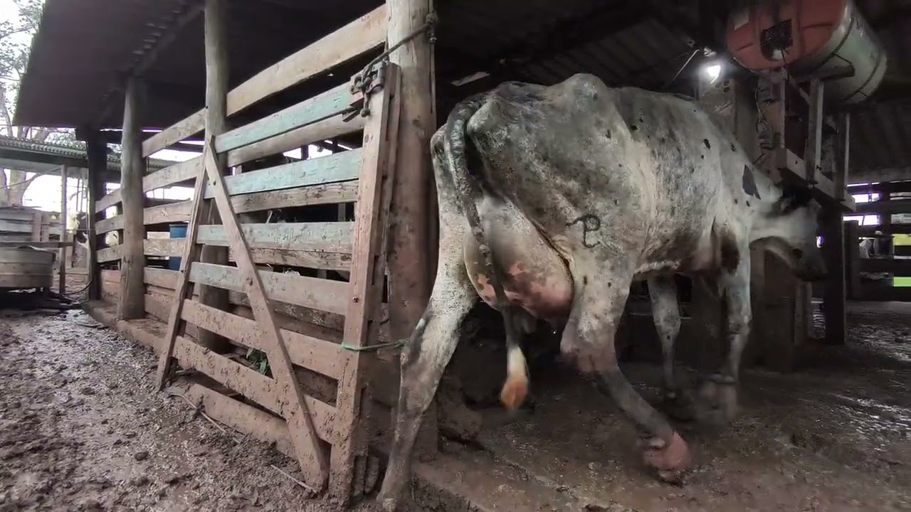 Vaca tem que ter jenetca leiteira olha essa novilha 