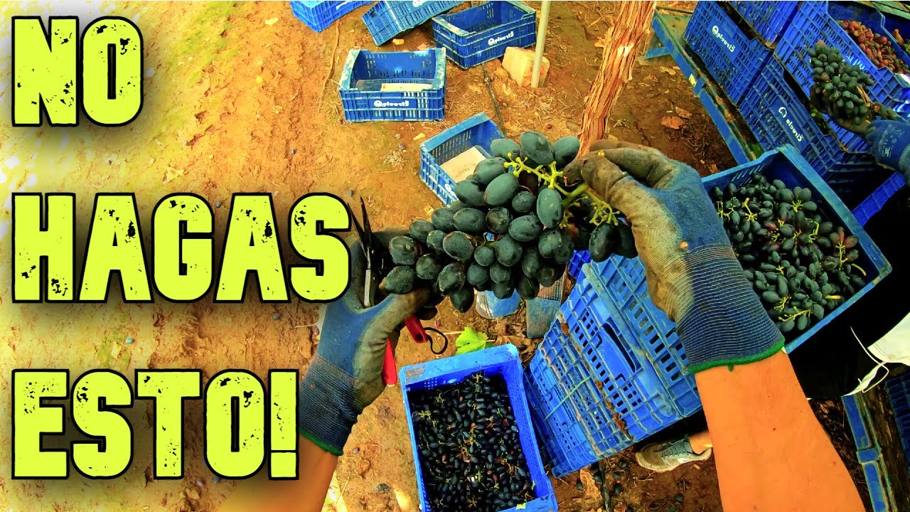 Consejos para ir a trabajar al Campo, un poco de Realidad 4K || Vlog de Trabajo # 10