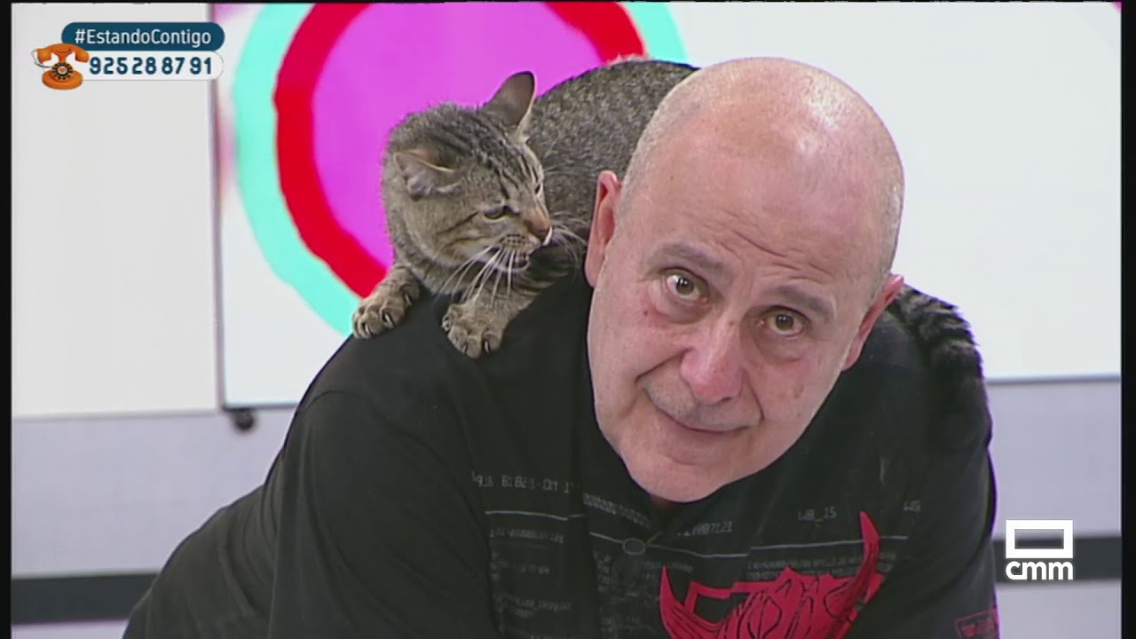 Gatos con artrosis: cuidados y tratamientos, con el veterinario Carlos Rodríguez  | Estando Contigo