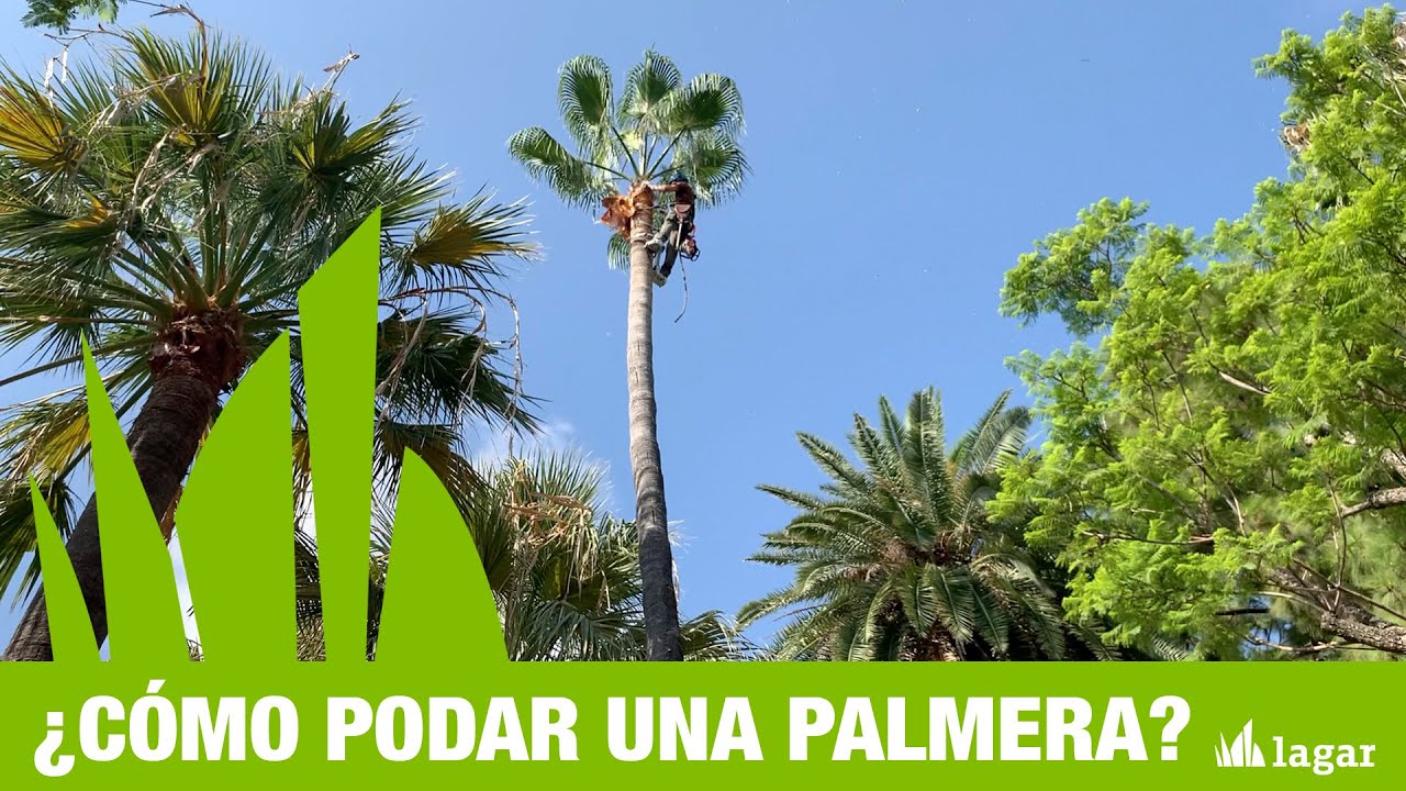 ¿Cómo podar una palmera?