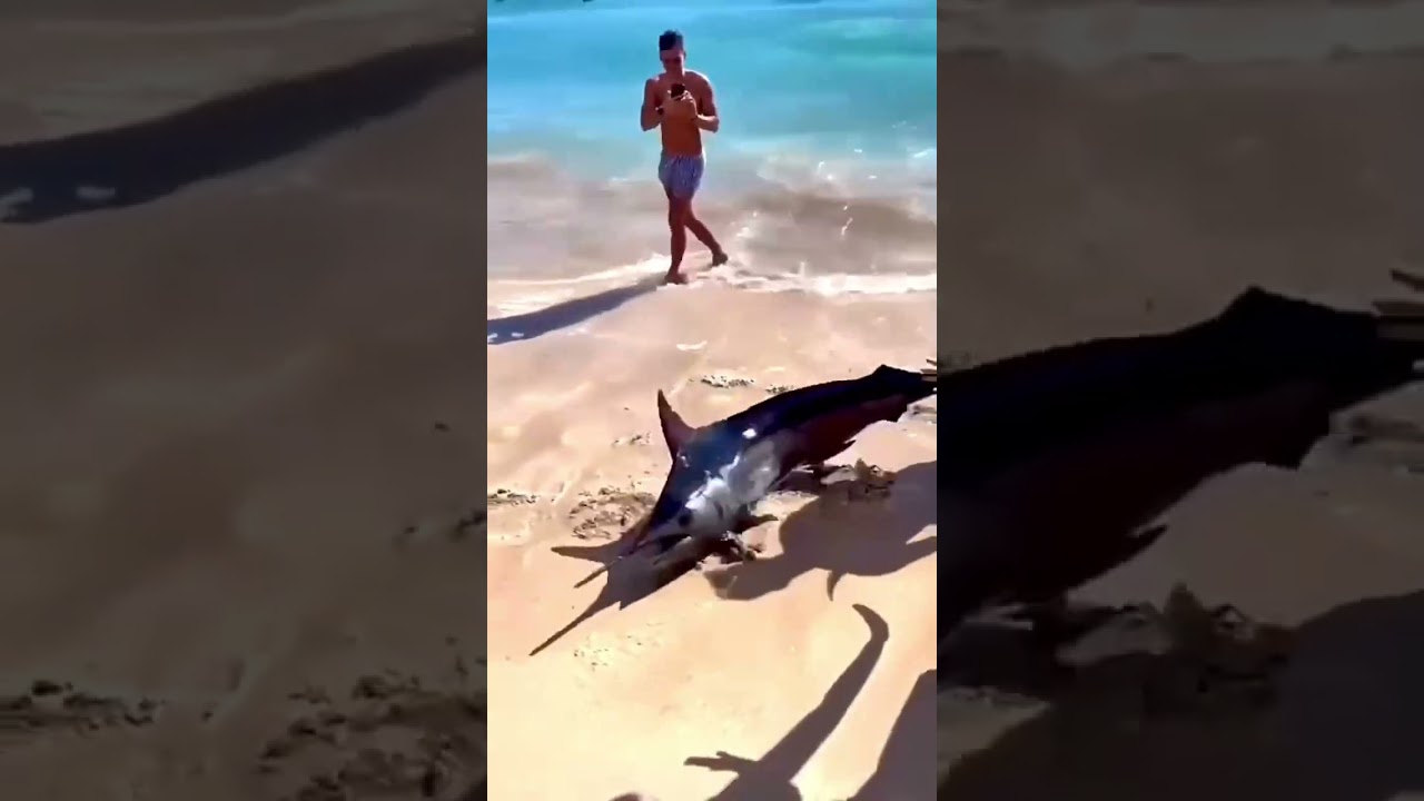 Shark 🦈 swordfish&rsquo;s 🤔
