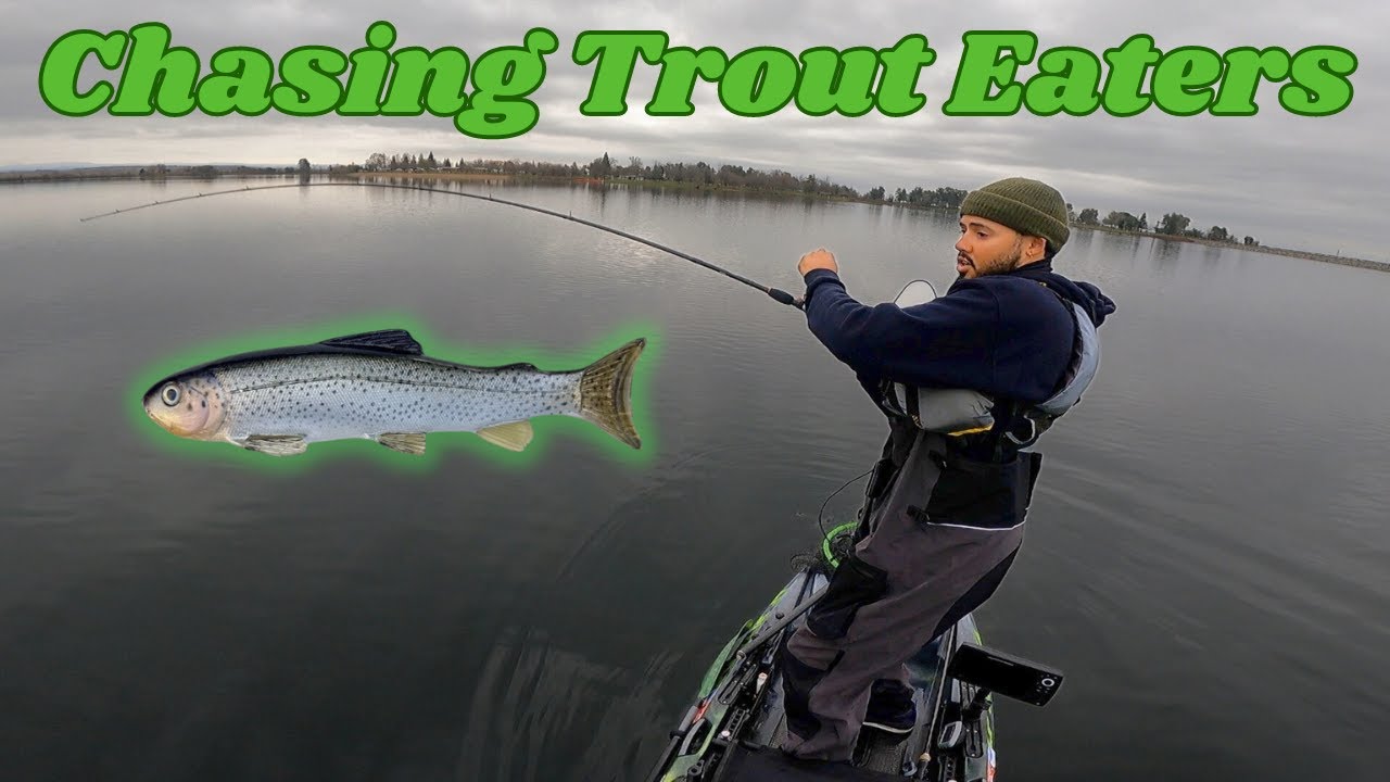 Big Swimbait Fishing for Trout Eating Largemouth (Northern California Kayak Bass Fishing)