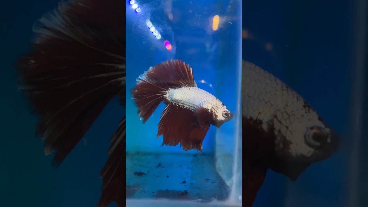 #betafish #rarebetta #trendingshorts #shortsvideo 🤩
