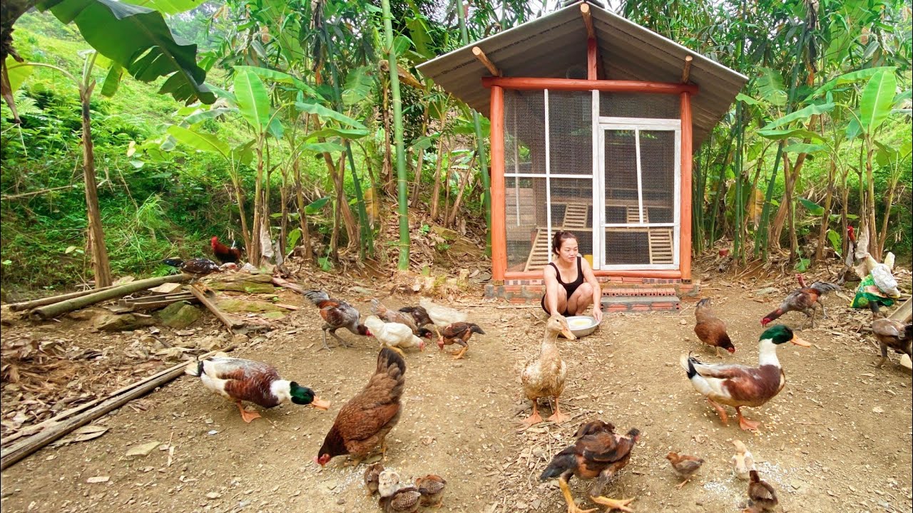 perfect chicken coop and the chicks' experience | CHICKEN COOP | WOODEN HOUSE | - Lan Lan Farm