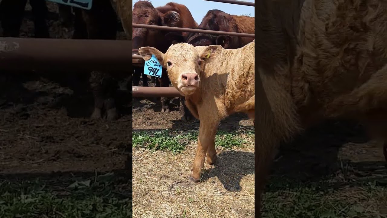 Introducing "Loyal" Baby Bull 