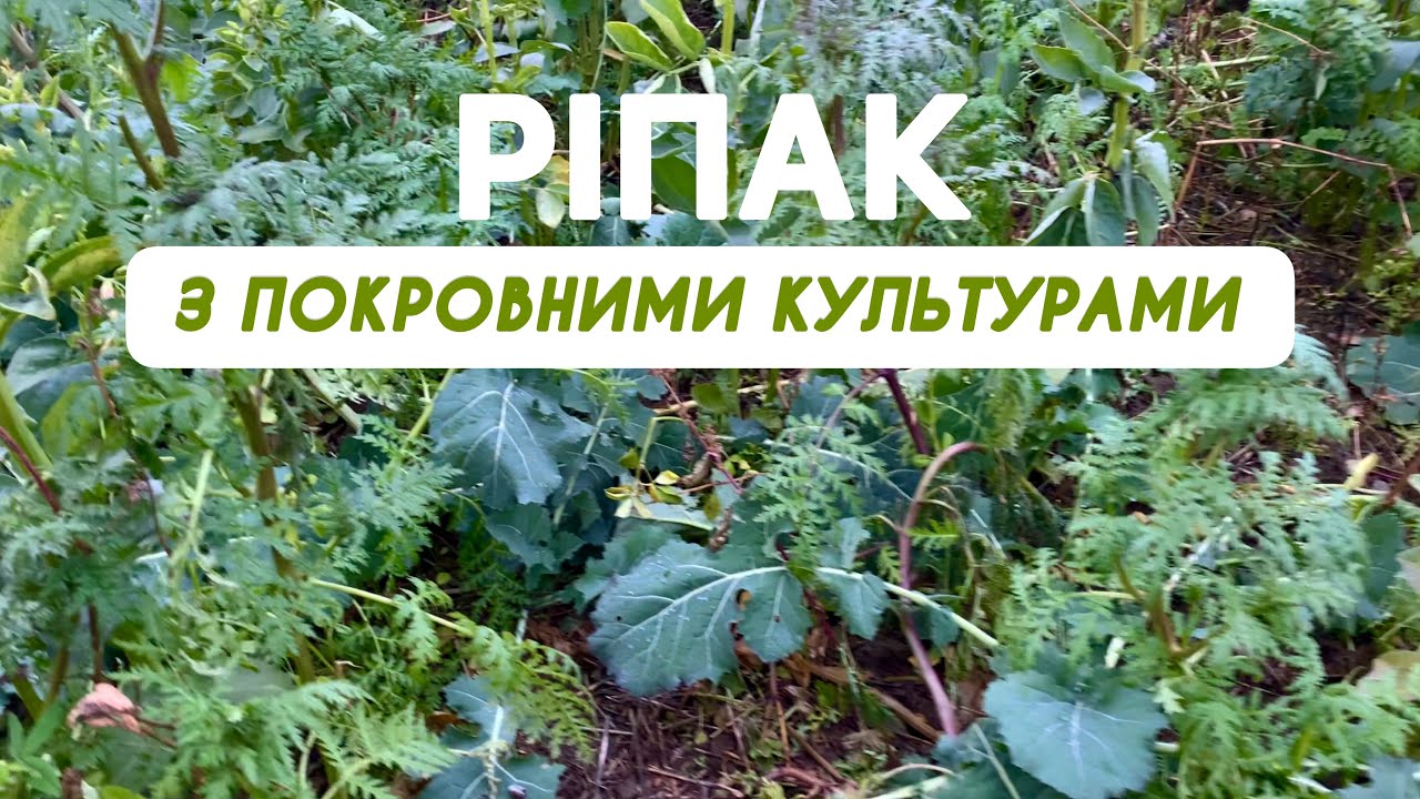 Вирощування ріпаку з покровними культурами