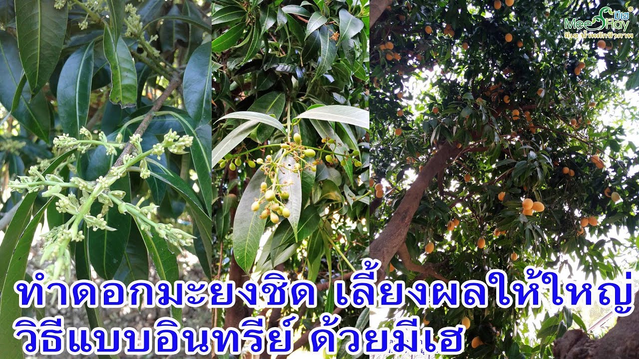 วิธีการทำดอกมะยงชิด และการเลี้ยงผลให้มีขนาดใหญ่ รสชาติดี แบบอินทรีย์